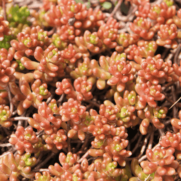 Orpin  'Coral carpet' - Sedum album 'Coral carpet'