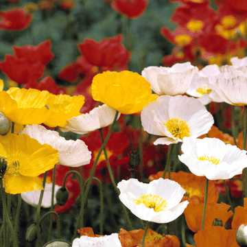 Pavot d'islande - Papaver nudicaule ‘Gartenzwerg'