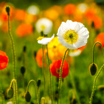 Pavot d'islande - Papaver nudicaule ‘Gartenzwerg'