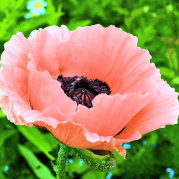 Pavot d'orient rose - Papaver orientalis 'Princess Victoria Louise'