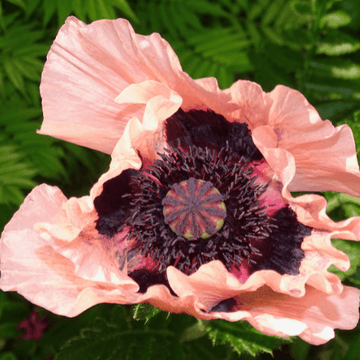 Pavot d'orient rose - Papaver orientalis 'Princess Victoria Louise'