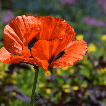 Pavot d'orient rouge 'Beauty of Livermere' - Papaver orientalis rouge 'Beauty of Livermere'