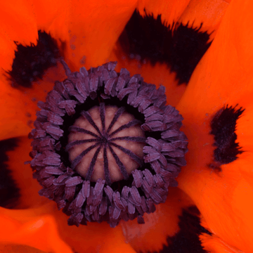 Pavot d'orient rouge 'Beauty of Livermere' - Papaver orientalis rouge 'Beauty of Livermere'
