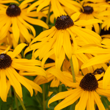 Rudbeckia fulgida 'Goldsturm' - Rudbeckia fulgida 'Goldsturm'
