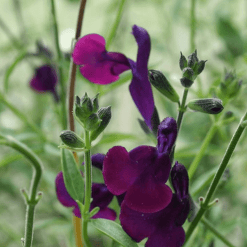 Sauge jamensis 'Violette de Loire' - Salvia x jamensis 'Violette de Loire'