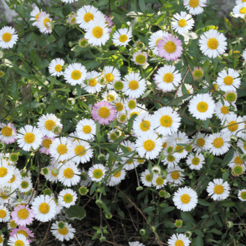 Vergerette de Karvinsky - Erigeron karvinskianus 'Blütenmeer'